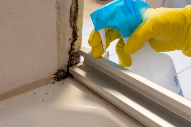 Best Mold Remediation for Specific Building Types in Cullman, AL